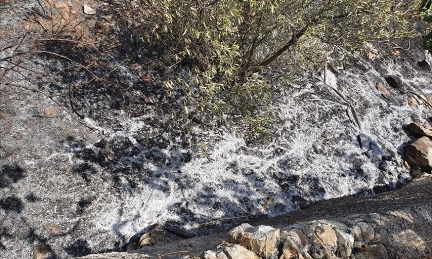 Campo e giardino devastati dalle fiamme alla periferia di Ruvo di Puglia: la denuncia