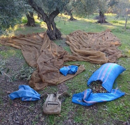 Sventato furto di 7 quintali di olive in contrada Belluogo