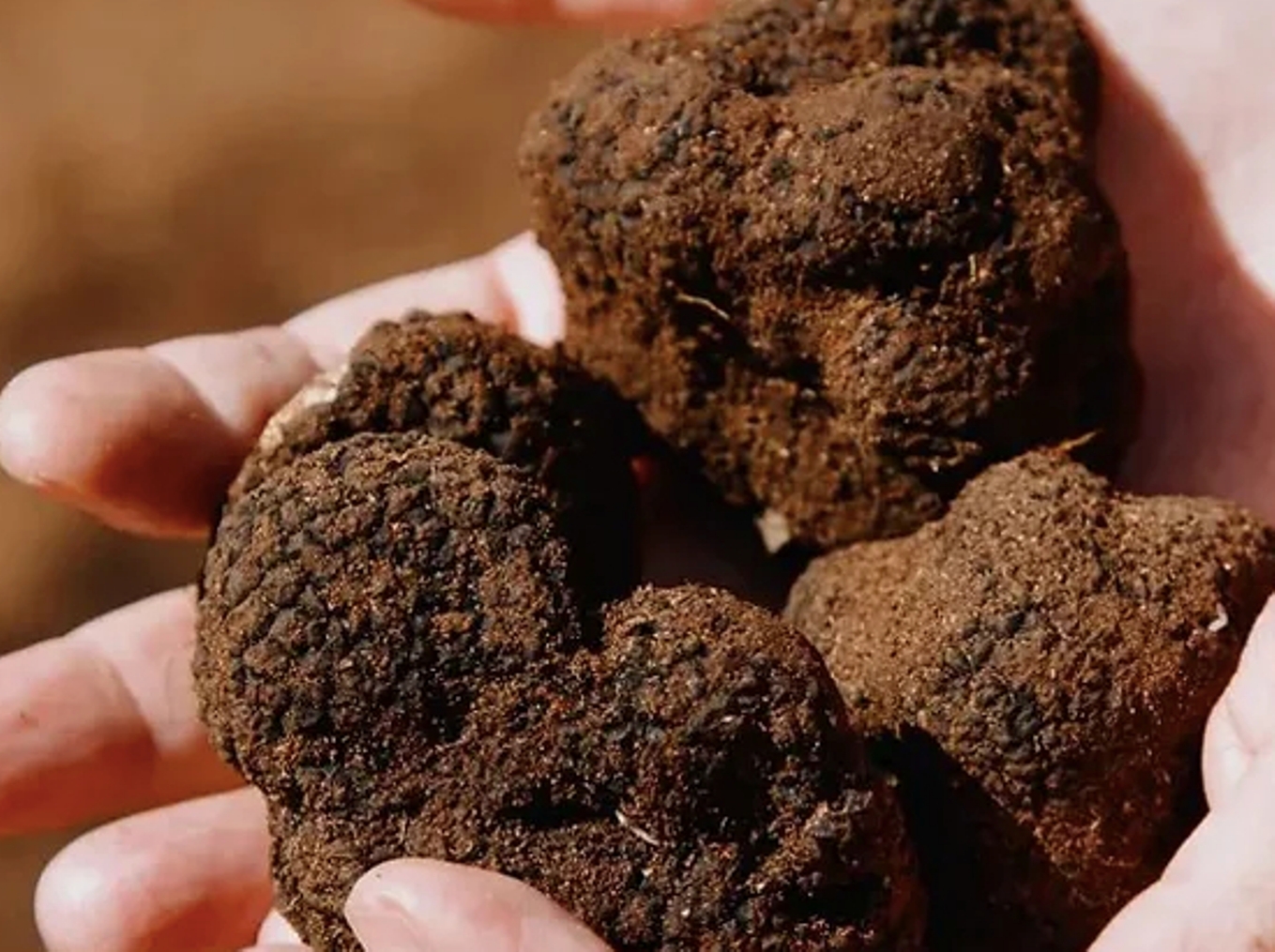 Tartufo, con sette aree e 58 località vocate è il nuovo oro di Puglia
