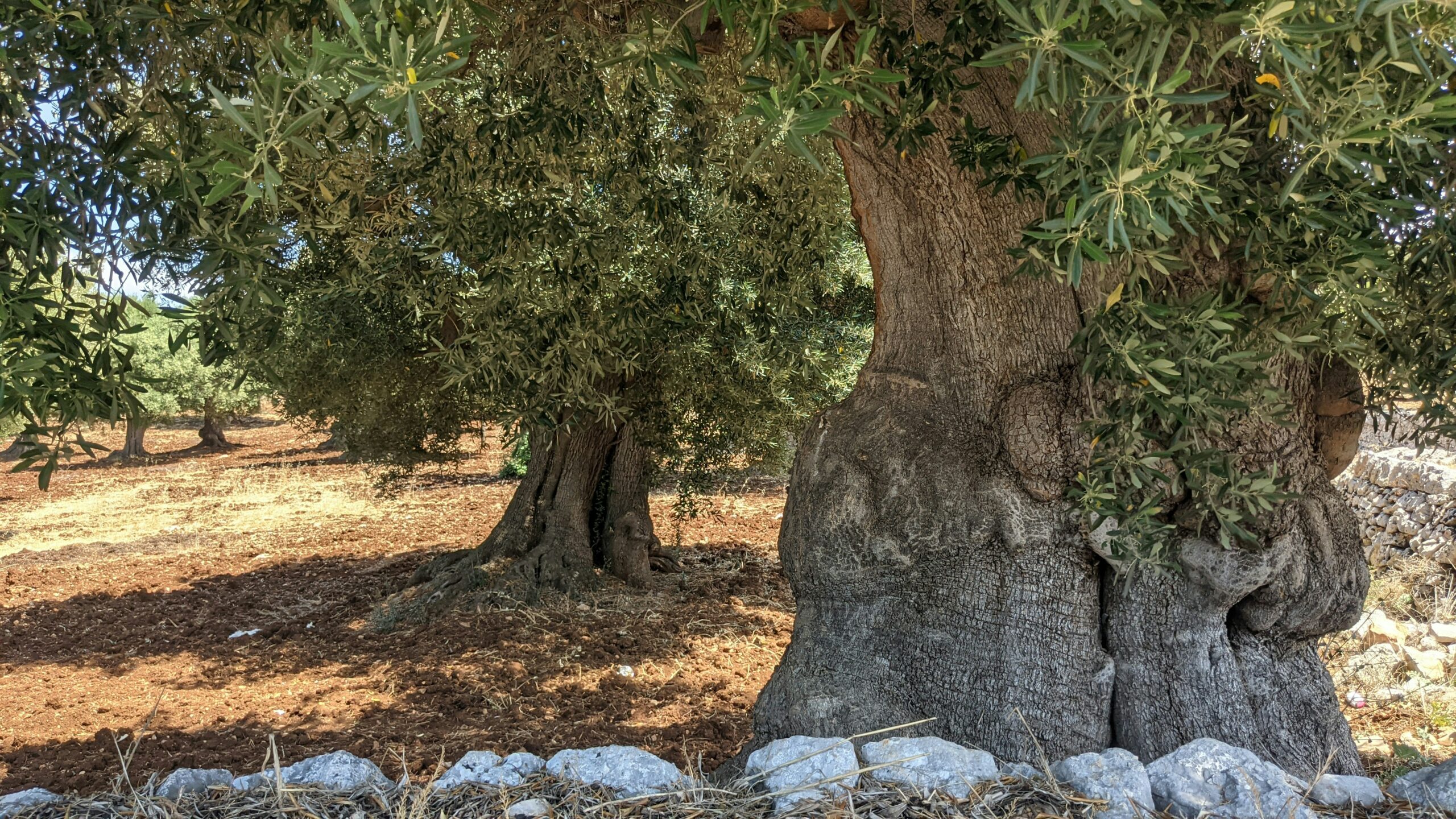 Oliveti abbandonati o poco curati, un progetto di Italia Olivicola per aumentarne produttività