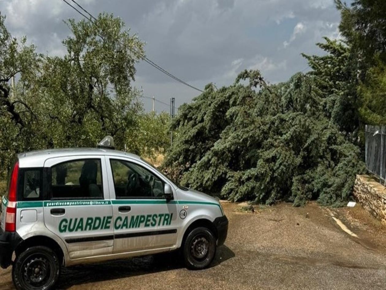 Tromba d’aria nell’agro ruvese: danni in località Primo Carraro Difesa