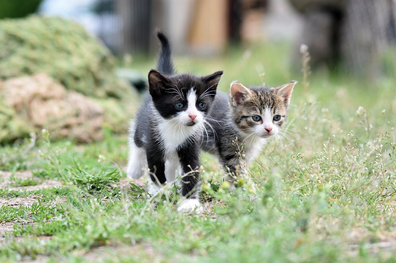 “Gelatiamo?”, iniziativa benefica Enpa contro l’abbandono degli animali