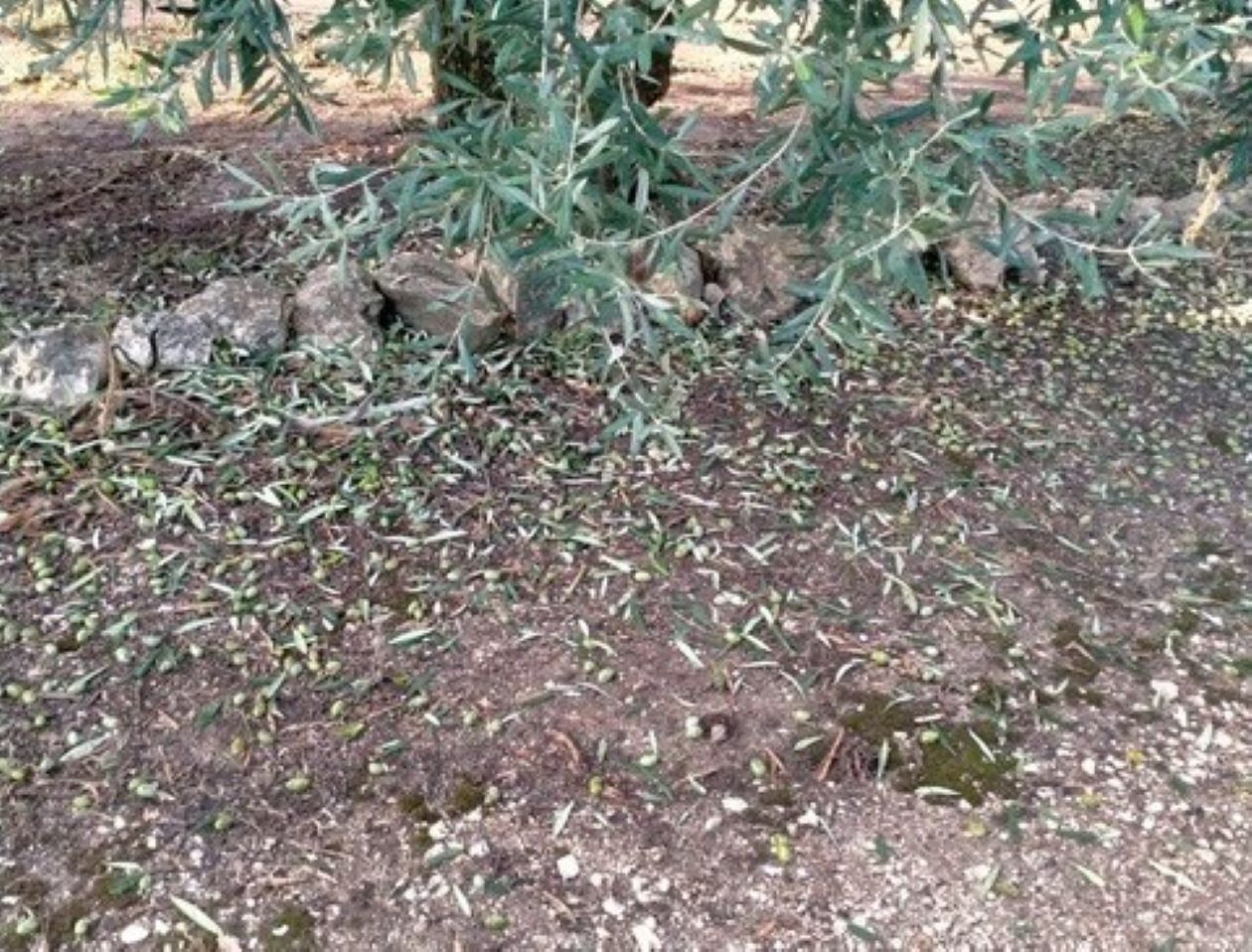 Grandinata si abbatte sugli uliveti del Nord Barese: epicentro a Ruvo di Puglia