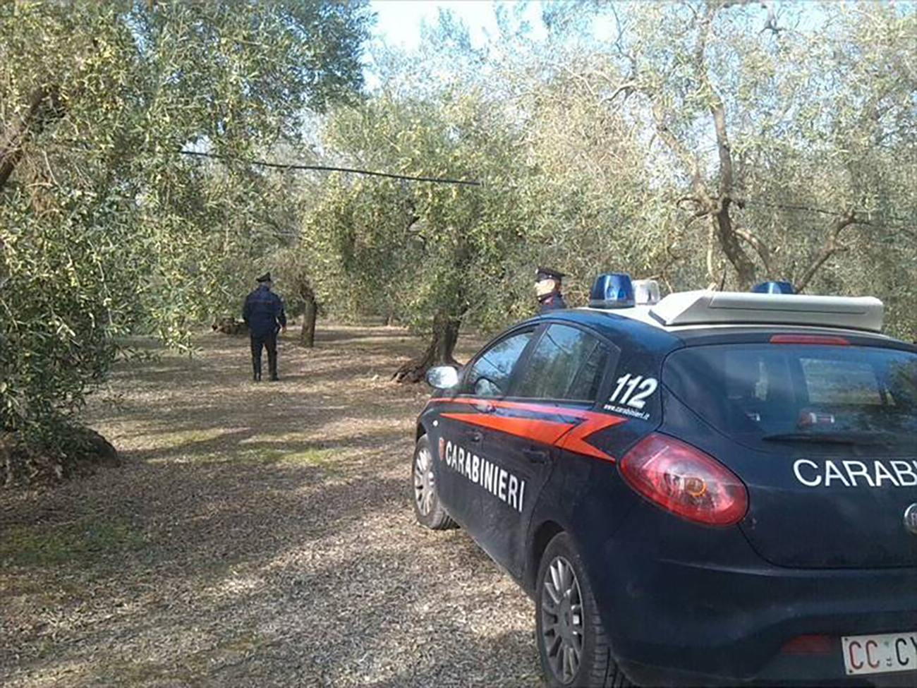 Furti di olive e olio, scatta il piano sicurezza: riunione in Prefettura con i sindaci del Nord Barese