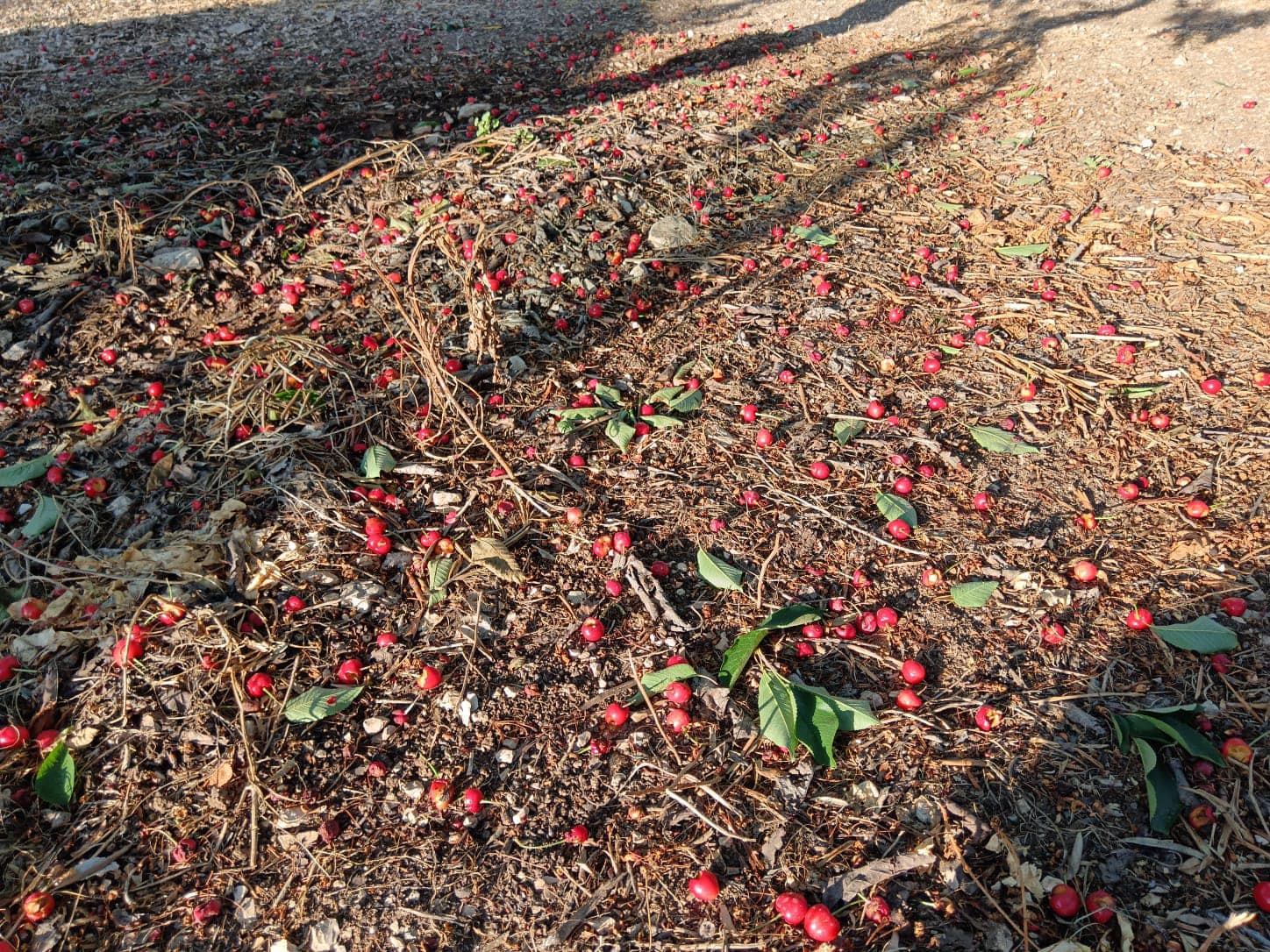 De Noia: «Pappagalli e cinghiali sono un flagello per l’agricoltura»