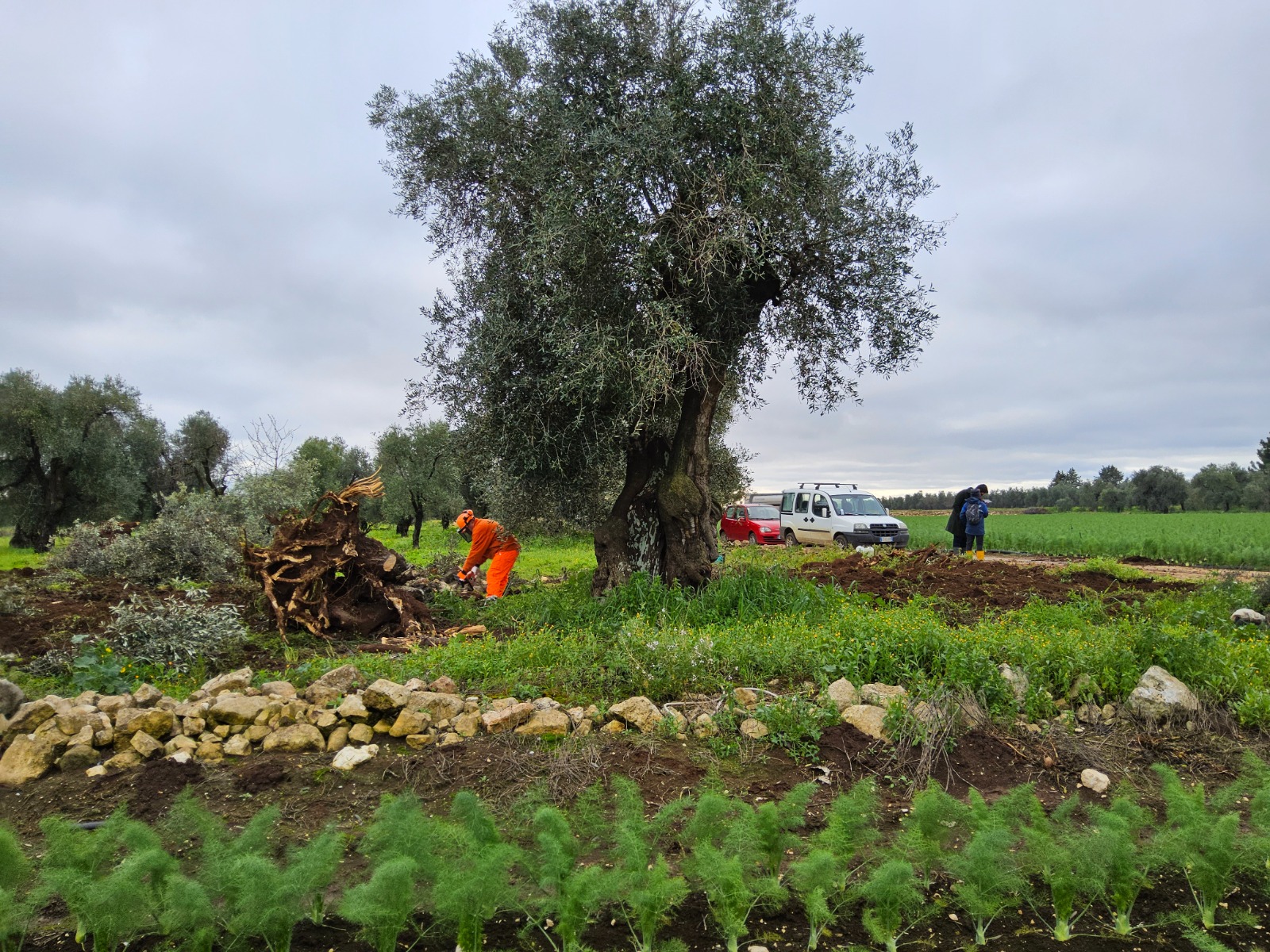 Xylella, espiantato l’ulivo infetto in agro di Bitonto. Paolicelli: «Caso isolato»