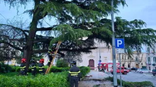 Cedimento di un cedro in piazza Bovio: si procederà all’abbattimento