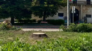 Abbattuto il cedro di piazza Bovio. Chieco: «Pianteremo un altro»