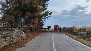 Forte vento, alberi caduti sulla provinciale Ruvo-Altamura